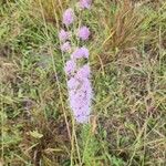 Liatris aspera Virág