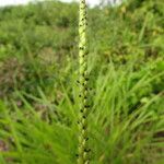 Urochloa eminii Frukt