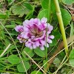 Trifolium rueppellianum Flower