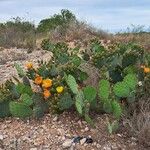 Opuntia phaeacantha অভ্যাস