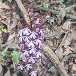 Orchis purpurea花