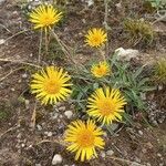 Inula montanaЦветок