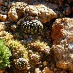 Orostachys spinosa Hoja