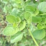 Salpichroa origanifolia Leaf