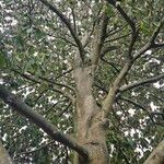 Acer cappadocicum অভ্যাস