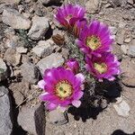 Echinocereus fendleri