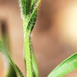 Liatris squarrosa Kaarna