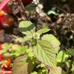 Phyla scaberrima Flor
