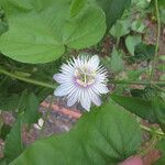 Passiflora foetida Flor