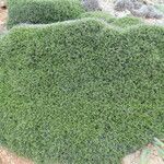 Anthyllis hystrix অন্যান্য