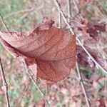 Betula davurica Blad