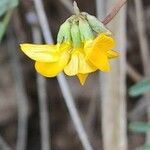 Hippocrepis scorpioides Flower