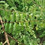 Caesalpinia decapetala Frunză