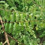 Caesalpinia decapetala Feuille