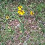 Helenium flexuosum Цвят