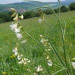 Lathyrus pannonicus Foglia