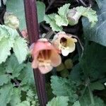 Scrophularia trifoliata Flower