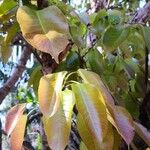 Ficus virens ഇല