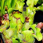 Sarracenia purpurea Lehti