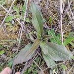 Hieracium lachenalii Blad