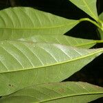 Gymnanthes riparia Leaf