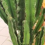 Euphorbia abyssinica Hoja