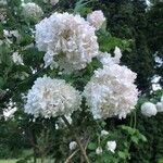 Viburnum trilobumΛουλούδι