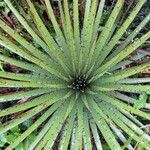 Puya chilensis Hostoa