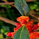 Malaisia scandens Fruit