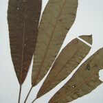 Anacardium spruceanum Leaf