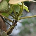 Dombeya reclinata 其他