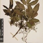 Toxicodendron succedaneum Other