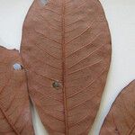 Eriotheca longitubulosa Otro