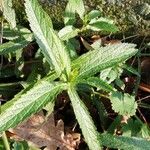 Verbena bonariensis पत्ता