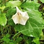 Datura inoxia 花