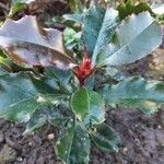 Photinia glabra Blad