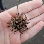 Liquidambar styraciflua 果實