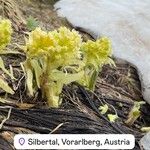 Petasites albusBlüte