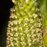 Lysichiton americanus Flower