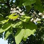 Catalpa ovataᱵᱟᱦᱟ