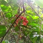 Guarea pubescens Fruit