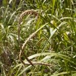 Tripsacum dactyloides Fruit