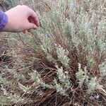 Artemisia filifolia ᱥᱟᱠᱟᱢ