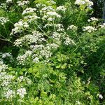 Chaerophyllum aureum Habitus