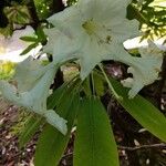 Rhododendron auriculatum Flor