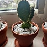 Opuntia microdasys Folha