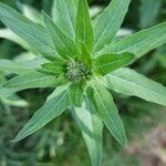 Oenothera biennisBlad