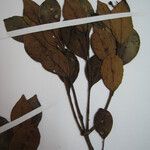 Forsteronia guyanensis Otro