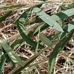 Boscia integrifolia Лист