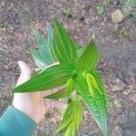 Ixanthus viscosus Hoja